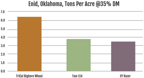 A bar graph showing trial data for Bighorn wheat in Enid, OK.